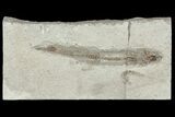 Cretaceous Fossil Fish (Charitopsis) - Lebanon #70325-1